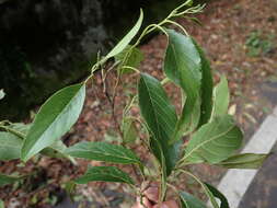 Image of Formosan alder