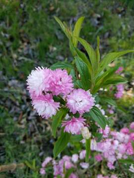 Imagem de Prunus glandulosa C. P. Thunb. ex A. Murray