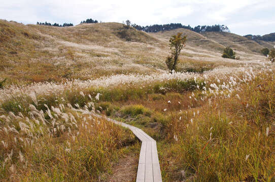 Imagem de Miscanthus sinensis Andersson