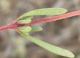 Image of Melanospermum foliosum (Benth.) O. M. Hilliard