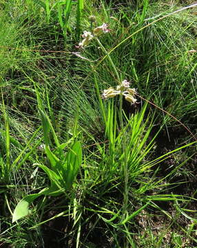 Image of Miraglossum pulchellum (Schltr.) F. K. Kupicha