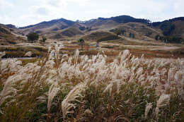 Imagem de Miscanthus sinensis Andersson