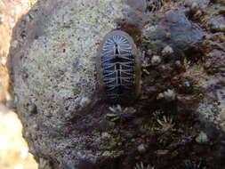Image de Chiton albolineatus Broderip & G. B. Sowerby I 1829
