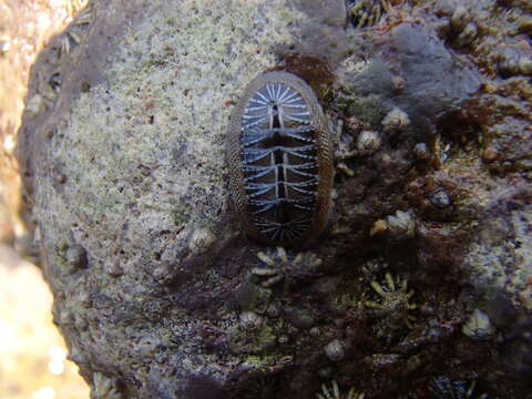 Image of Chiton albolineatus Broderip & G. B. Sowerby I 1829