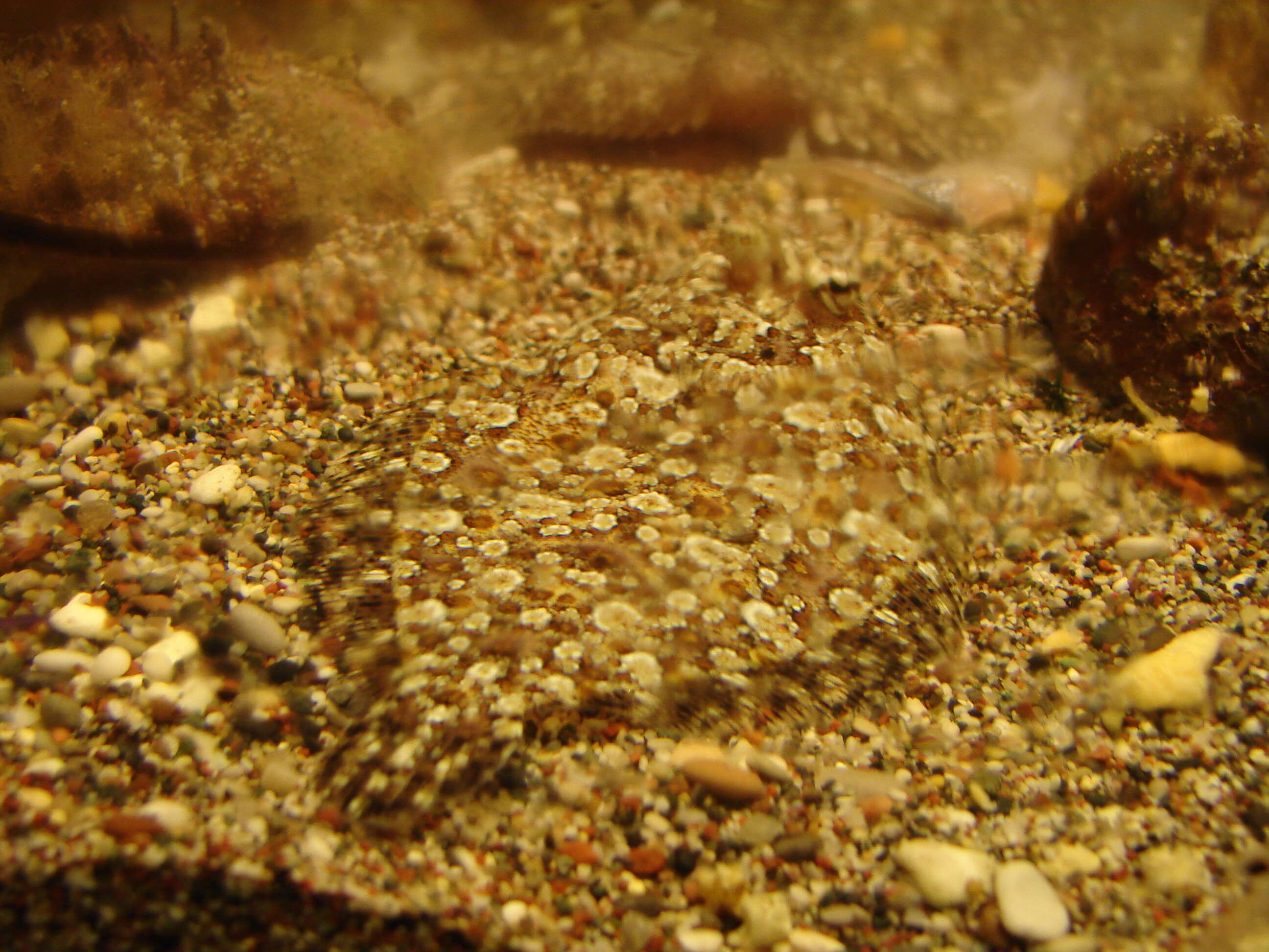 Image of Wide-eyed Flounder