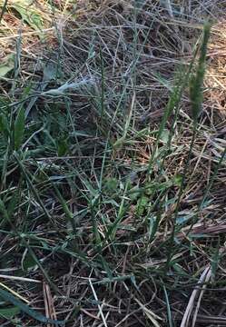 Image of barbed goatgrass