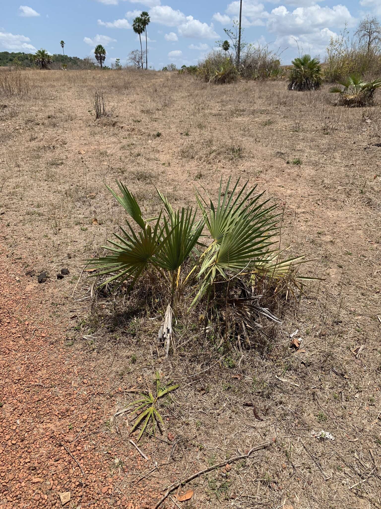 Image of Carnauba palm