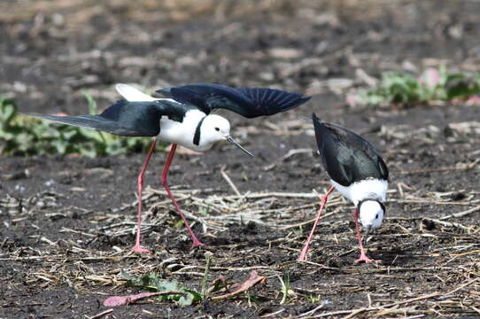 Image of Pied Stilt