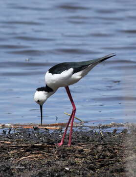 Image of Pied Stilt