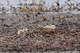 Image of Pied Stilt