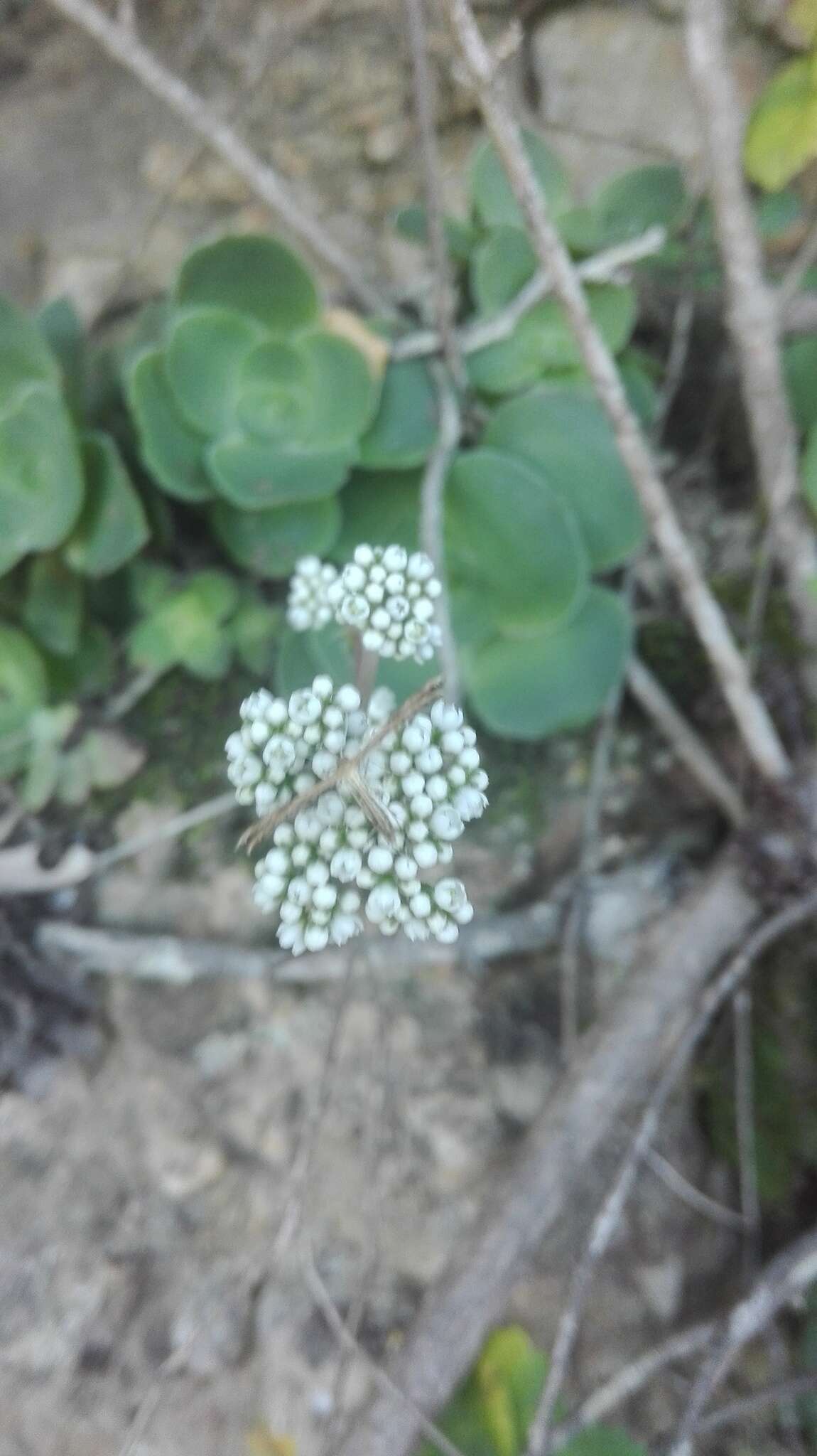 Image of Crassula cremnophila E. van Jaarsveld & A. E. van Wyk