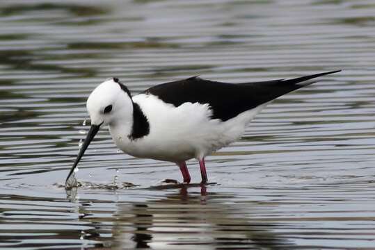 Image of Pied Stilt