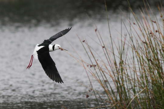 Image of Pied Stilt