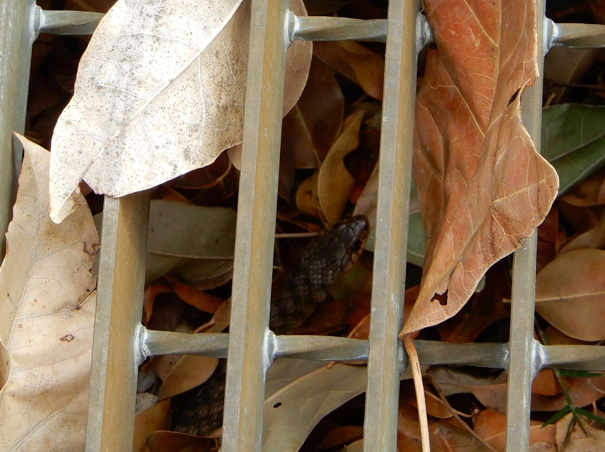 Image de Tropidonophis mairii (Gray 1841)