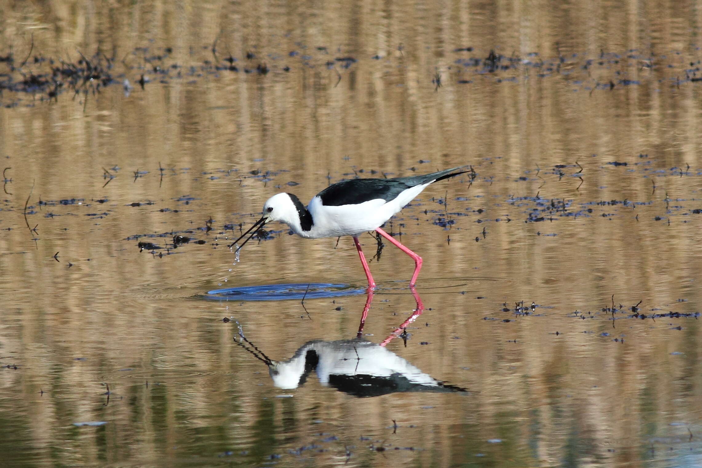 Image of Pied Stilt