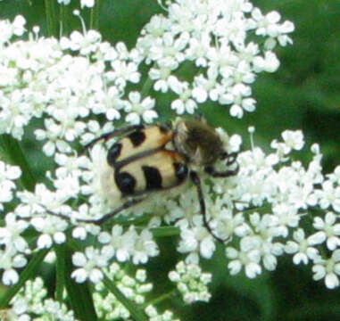 Image of Bee beetle