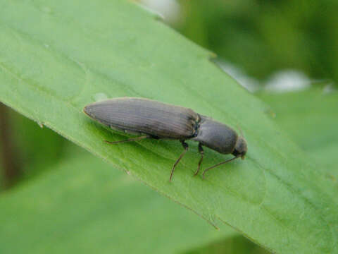 Image of Lined Click Beetle