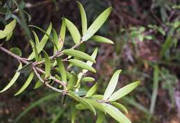 Imagem de Pseudopanax linearis (Hook. fil.) K. Koch