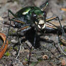 Imagem de Cicindela (Cicindela) tranquebarica sierra Leng 1902