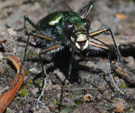 Cicindela (Cicindela) tranquebarica Herbst 1806的圖片