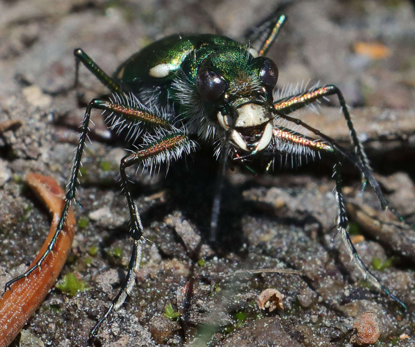 Image of Cicindela (Cicindela) tranquebarica sierra Leng 1902