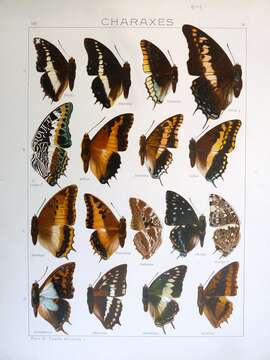 Слика од Charaxes phoebus Butler 1865