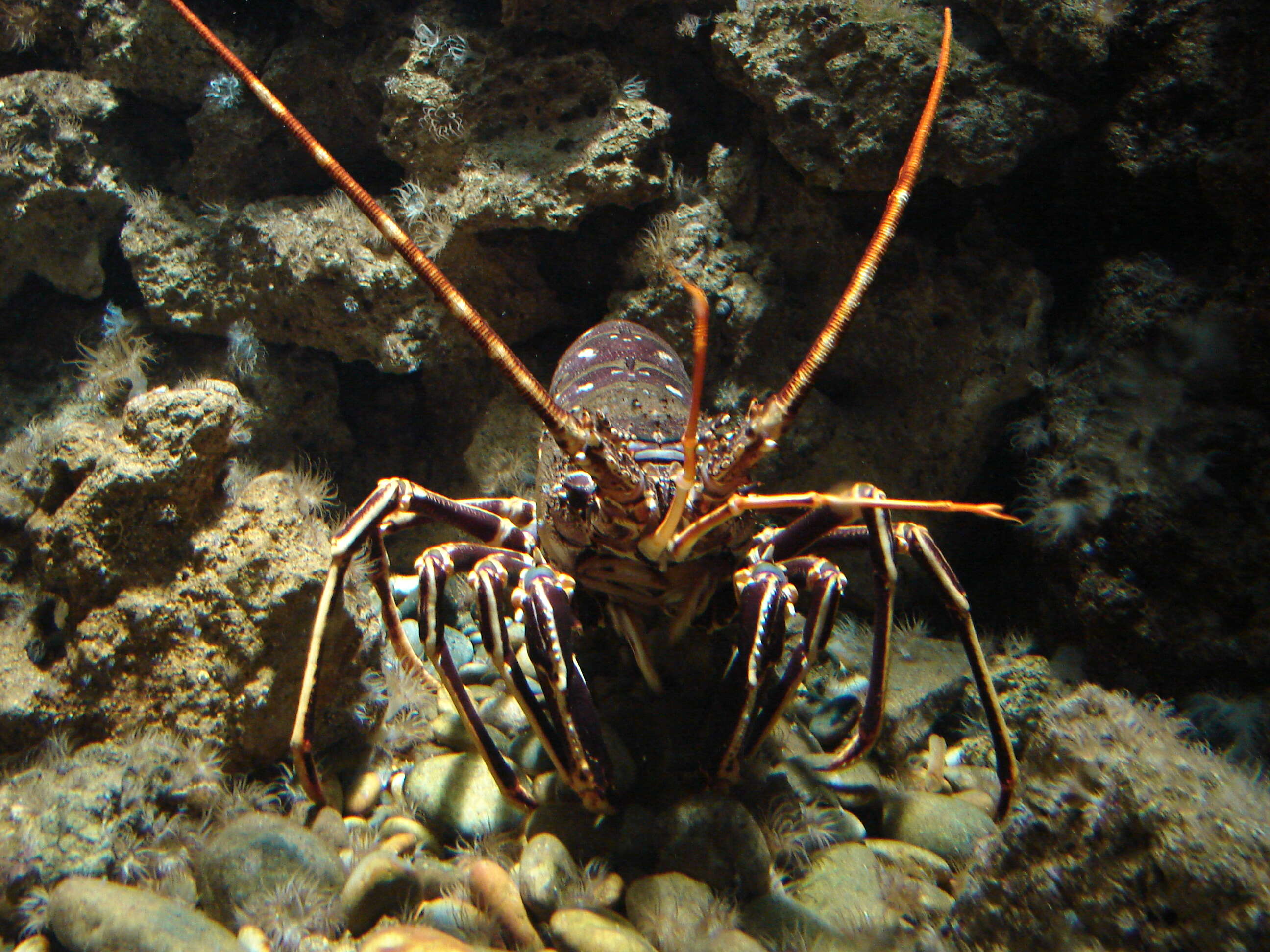 Image de langouste commune