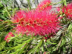 Image of crimson bottlebrush