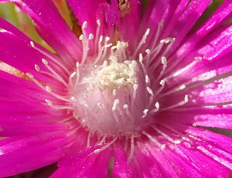 Image of Ruschia duthiae (L. Bol.) Schwant. apud Jacobsen