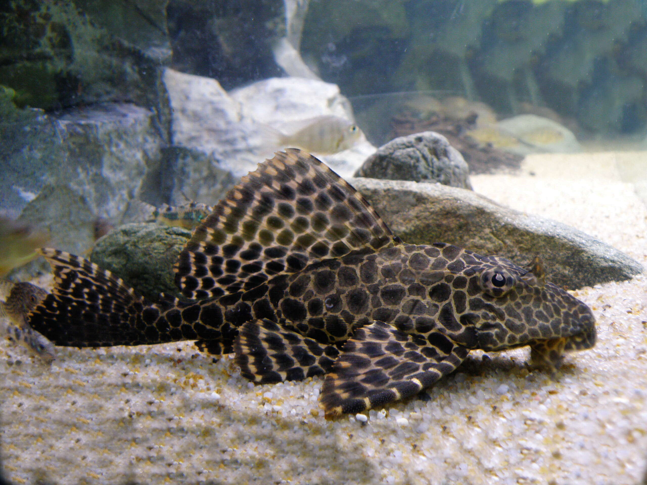 Image of Leopard pleco