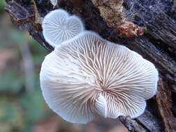 Image of Evasive agaric