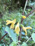 Image of Salvia japonica var. formosana Murata