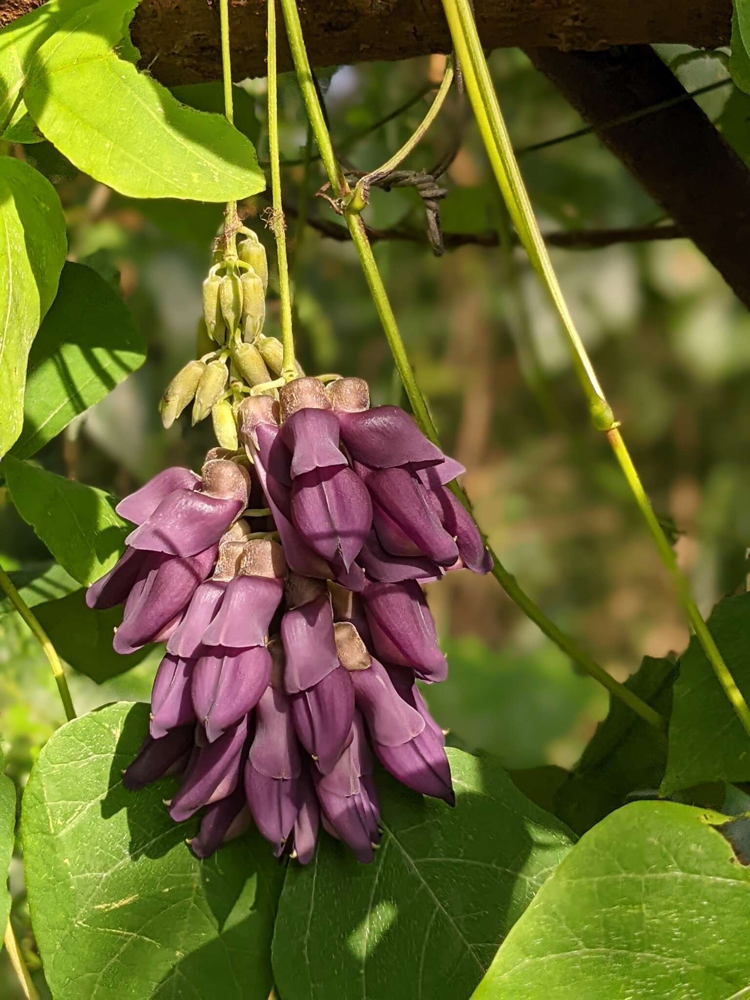 Image of Mucuna membranacea Hayata