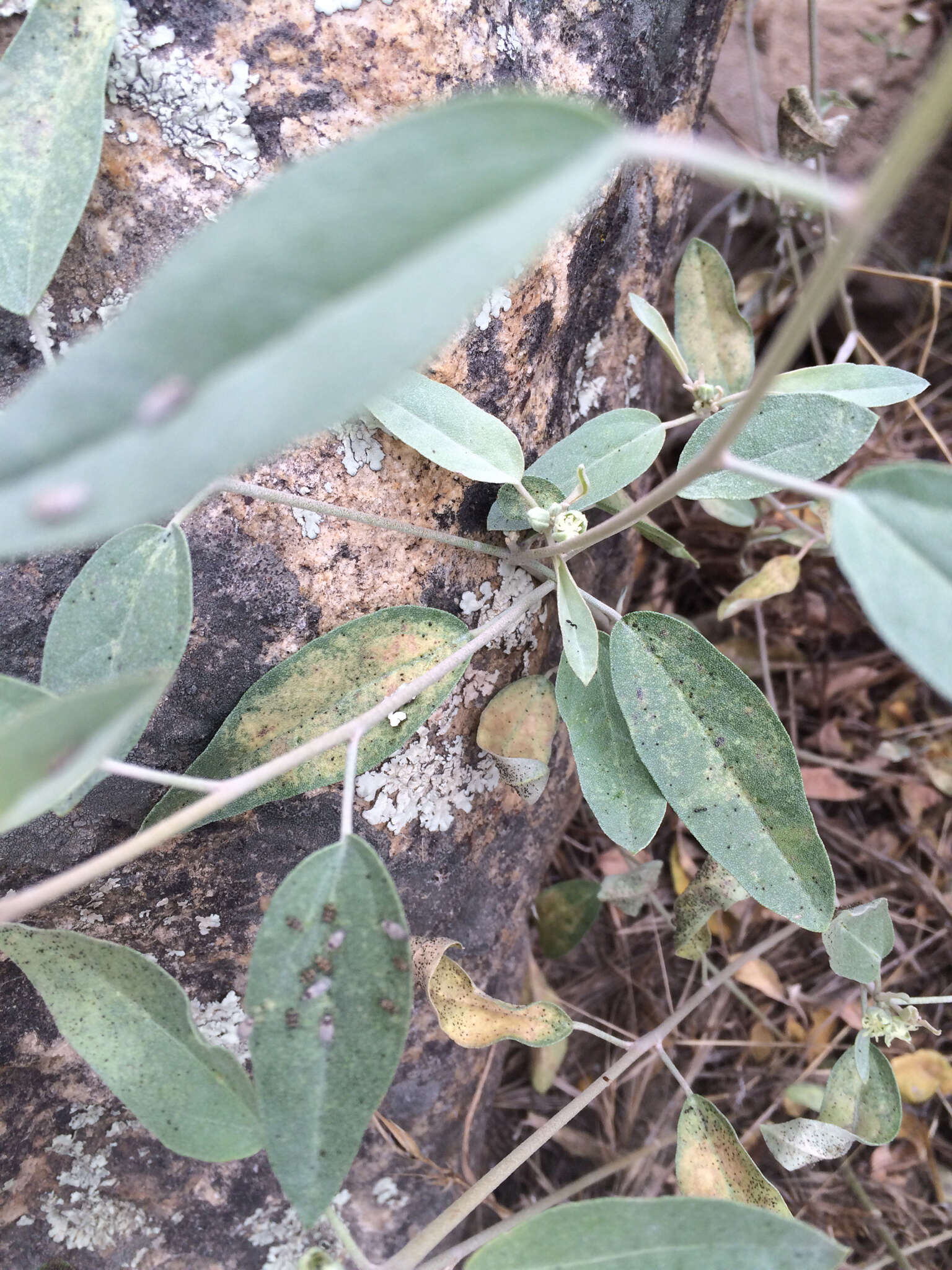 Слика од Croton californicus Müll. Arg.