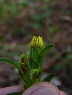 Image of Maryland goldenaster