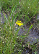 Image of Inula ciliaris (Miq.) Matsum.