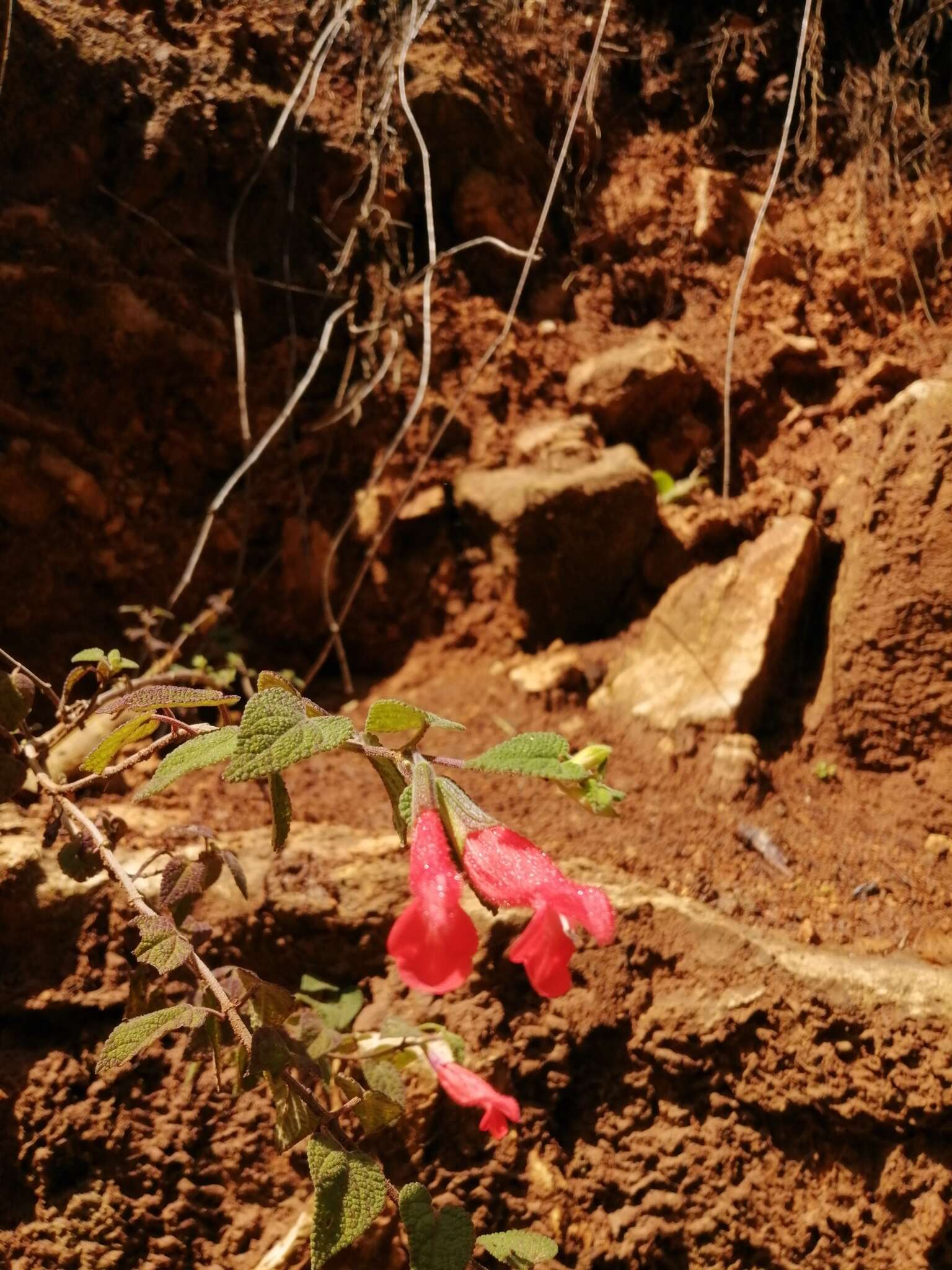 Imagem de Salvia disjuncta Fernald