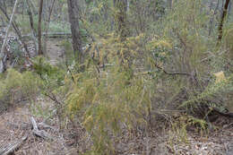 Image de Cassinia sifton Orchard