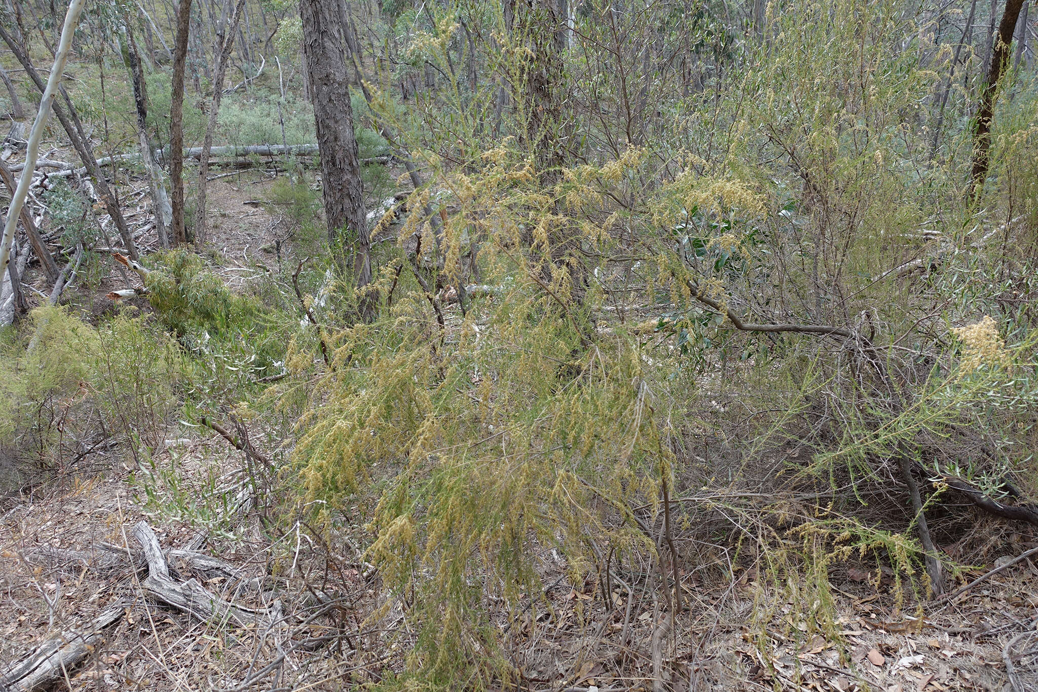 Image de Cassinia sifton Orchard