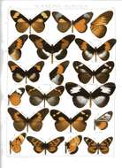 Acraea periphanes Oberthür 1893 resmi