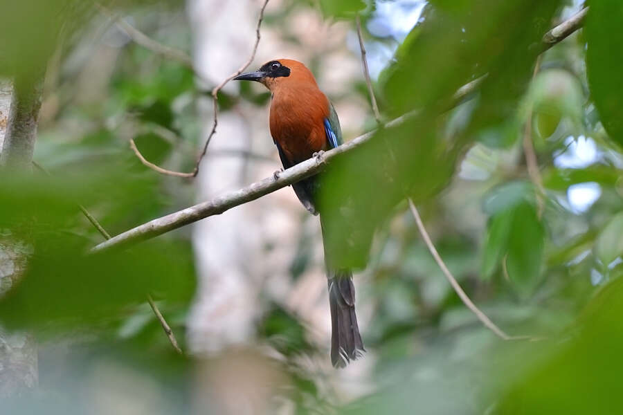 Image of Rufous Motmot