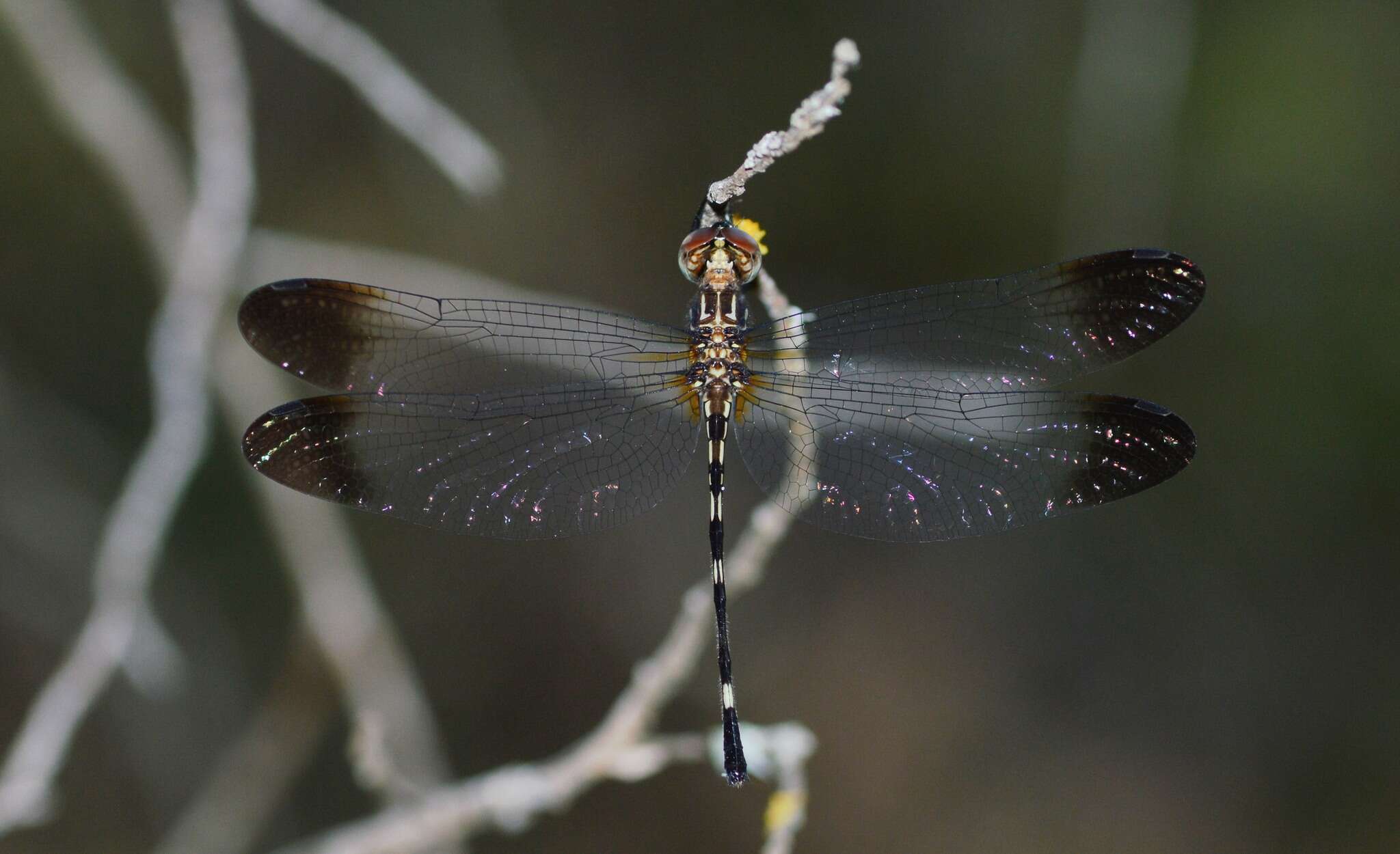 Image of Jade-striped Sylph