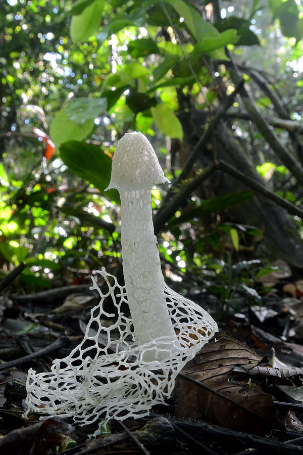 Image of Bridal veil stinkhorn