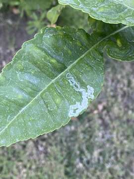 Image of Citrus leafminer