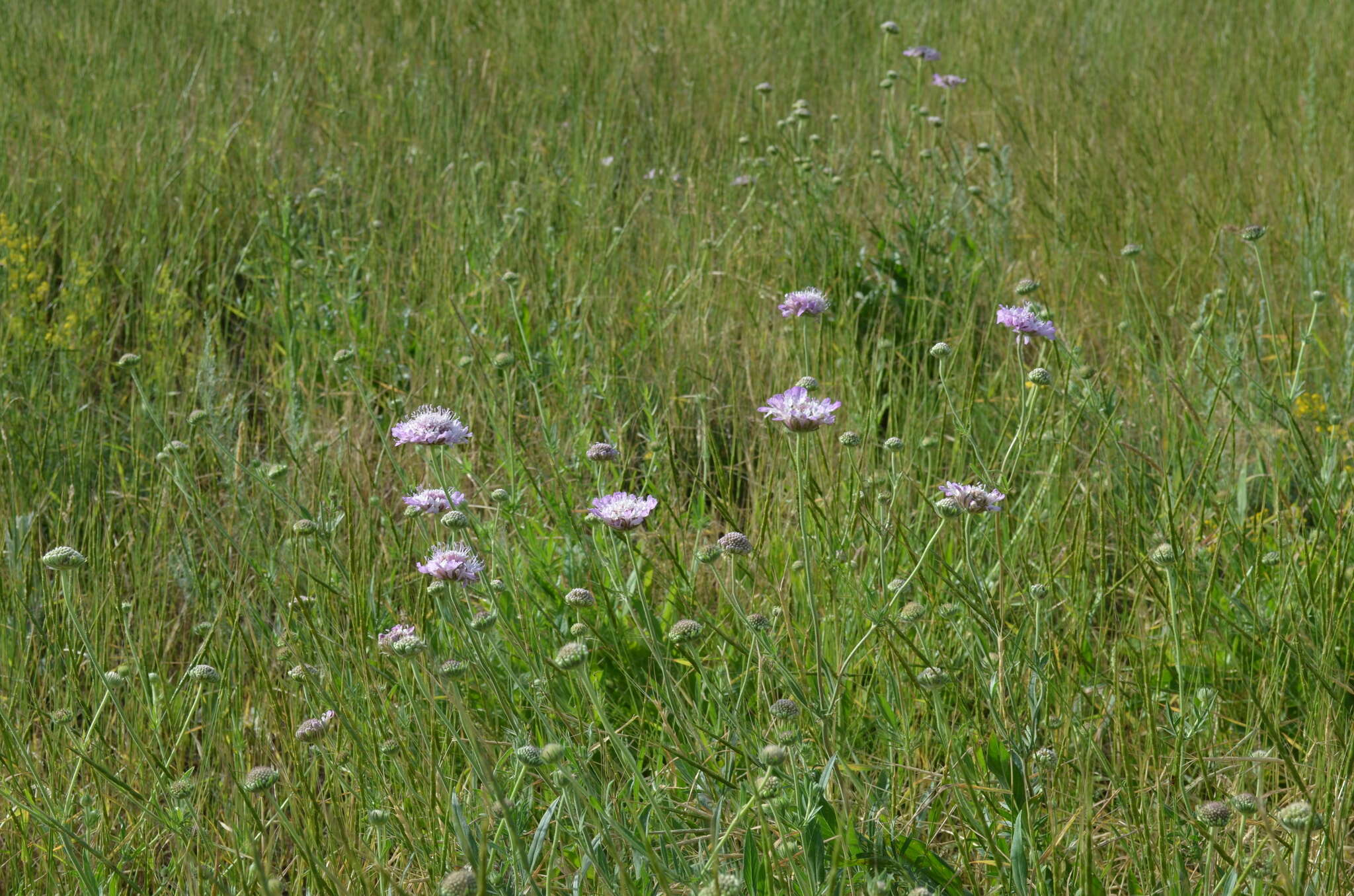 Image of Lomelosia songarica (Schrenk ex Fischer & Meyer) J. Soják