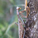 Image de Sphodromantis viridis Forskal 1775