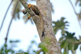 Image of Common Squirrel Monkey