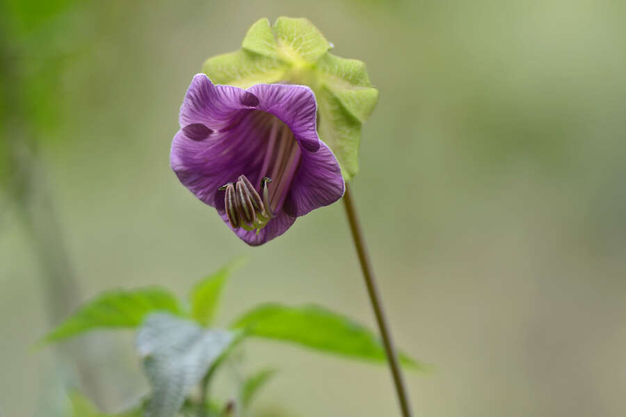 Imagem de Cobaea scandens Cav.