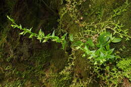 Image of Platanthera formosana (T. P. Lin & K. Inoue) Efimov