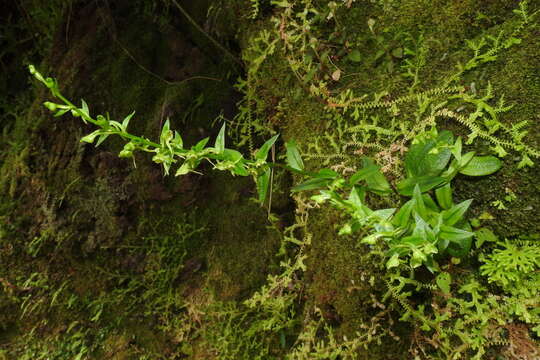 Imagem de Platanthera formosana (T. P. Lin & K. Inoue) Efimov